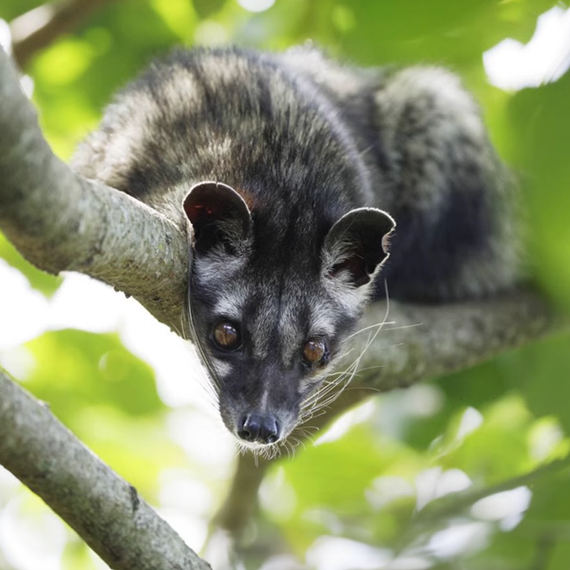 Shotengai-Kopi Luwak Speciality Instant Black Coffee