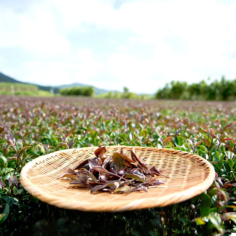 Shotengai-Hinoakane Japanese Tea