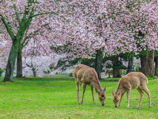 Japanese Scenery (II): Nara Park