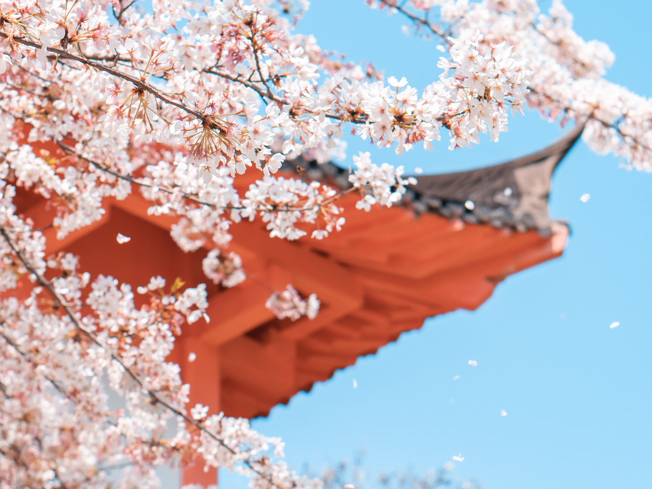 Sakura: Japan's Unofficial National Flower